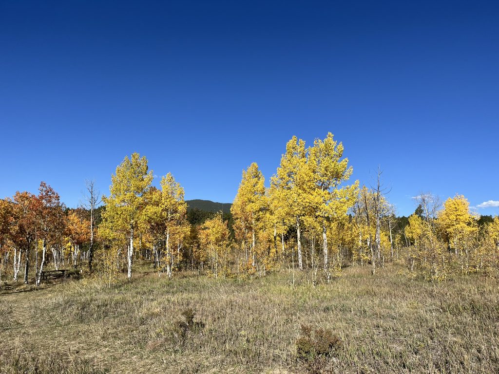 fall tree colors